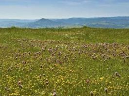 Howl for Coyote Ridge