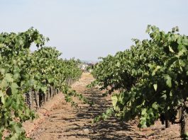 Guglielmo Winery named to business hall of fame