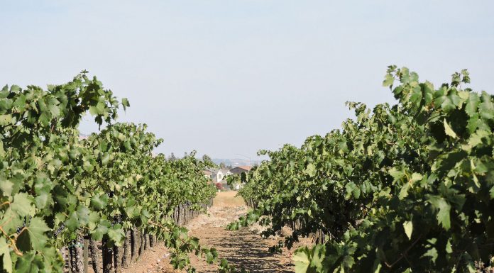 Guglielmo Winery named to business hall of fame