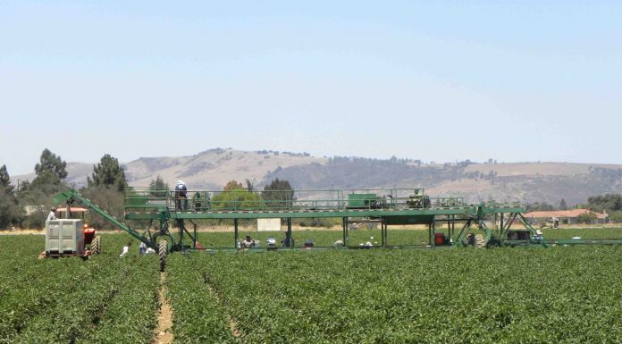 Ag acreage down but production up