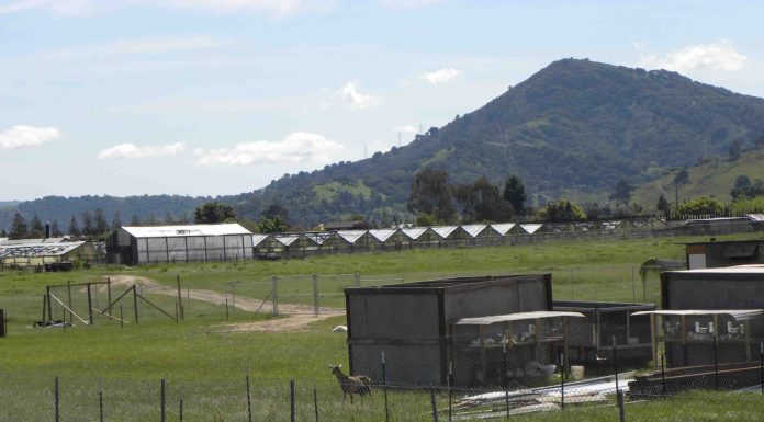 Red Phone: Questions about highway livestock, downtown parking