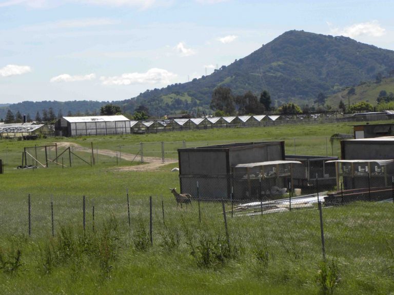 Red Phone: Questions about highway livestock, downtown parking