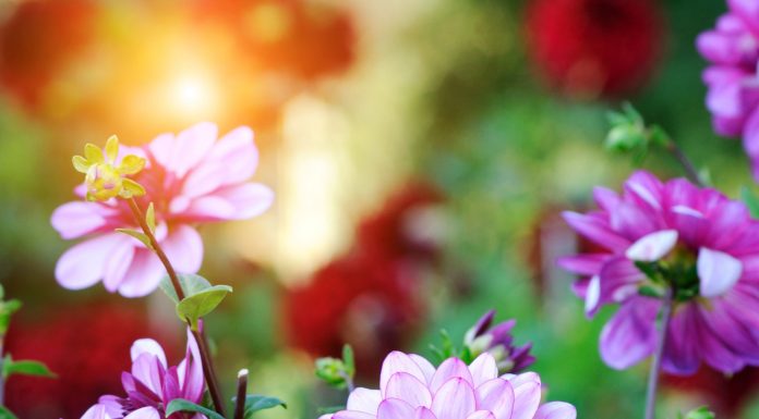 Brilliant bulbs for spring planting