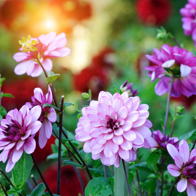 Brilliant bulbs for spring planting