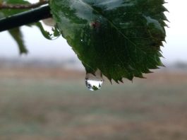 Heavy rain, strong winds forecast for South County