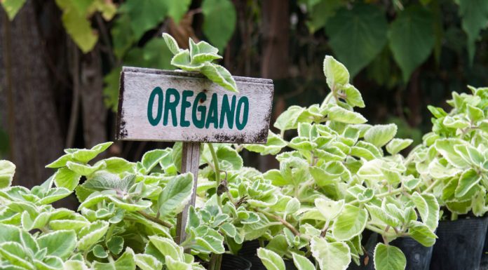 Creating a kitchen vegetable and herb garden
