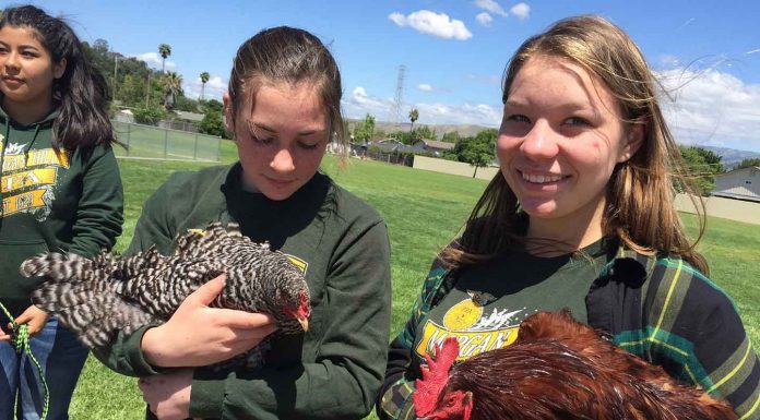 Teachers union hosts the town at inaugural festival