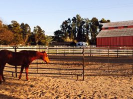 Rotary helps veterans with donation to One Step Closer
