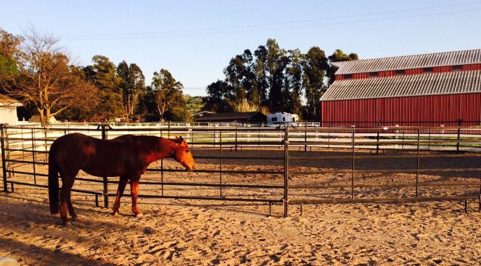 Rotary helps veterans with donation to One Step Closer