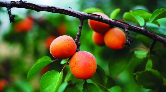 Master Gardener: Time to thin fruit trees