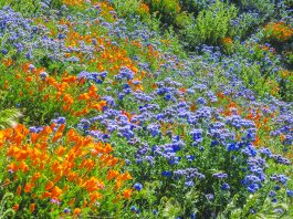Spring wildflower fields