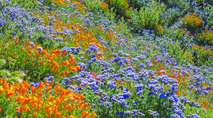 Spring wildflower fields