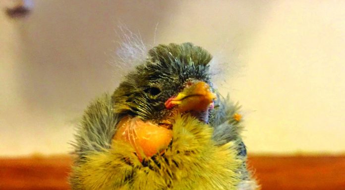 Baby Lesser Goldfinch