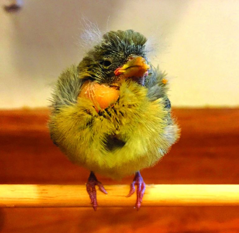Baby Lesser Goldfinch