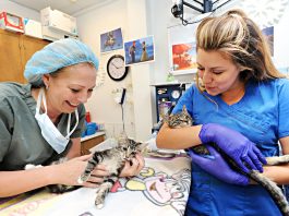 Foster homes needed for newborn kittens