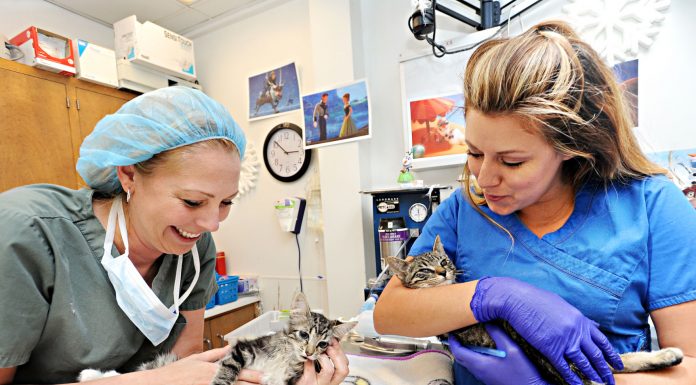 Foster homes needed for newborn kittens