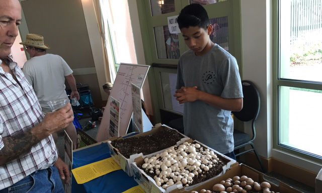 Laid back crowd visits Morgan Hill for Mushroom Mardi Gras