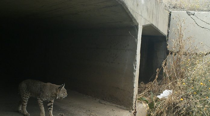 Coyote Valley wildlife corridor