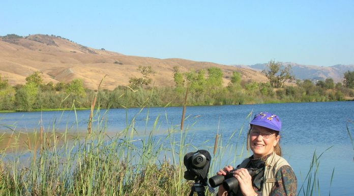 Birds of the South Valley