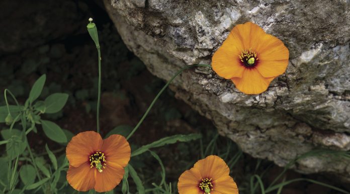 Mt. Diablo’s redeeming views