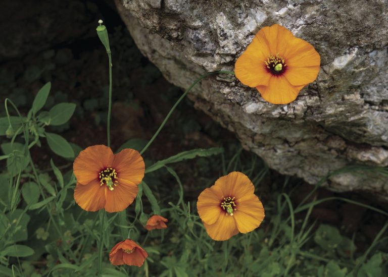 Mt. Diablo’s redeeming views