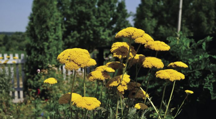 Bring summer color to the garden