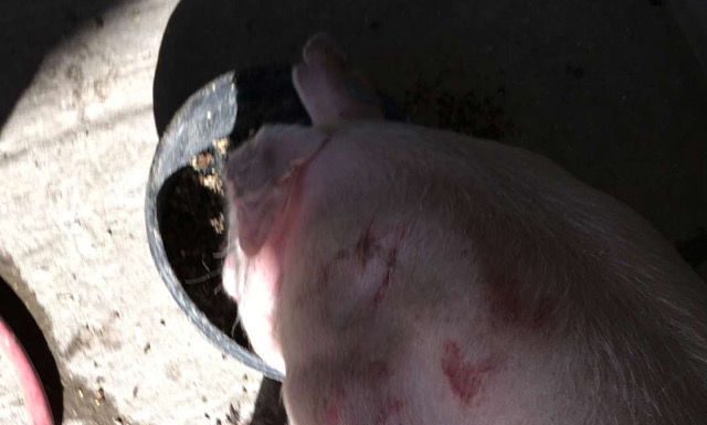 FFA pigs let loose by vandal