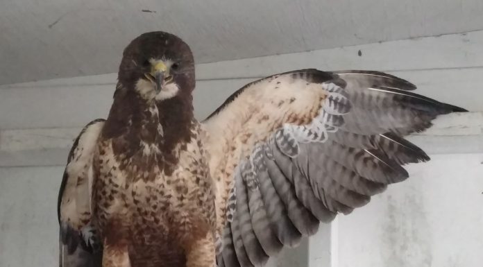 Finding Swainson’s Hawk