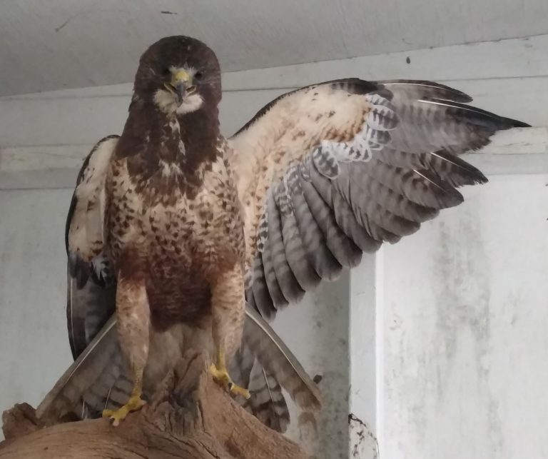 Finding Swainson’s Hawk