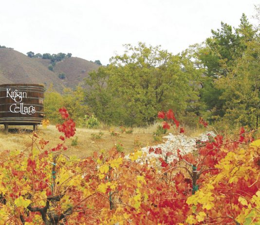 Cricket and car shows