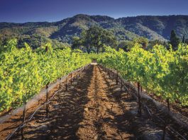 Fruit-forward pinot noir