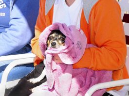 Photos: Doggie Dip Day
