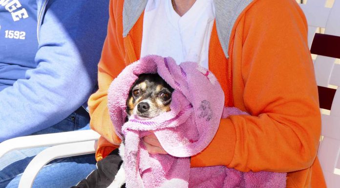 Photos: Doggie Dip Day