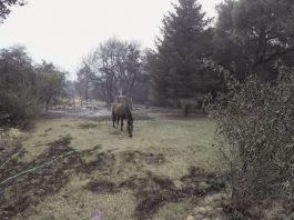 Loma fire: MH family ‘overwhelmed’ by support after destruction