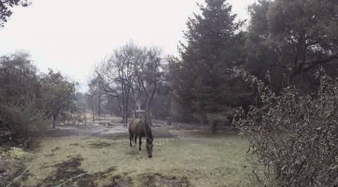 Loma fire: MH family ‘overwhelmed’ by support after destruction