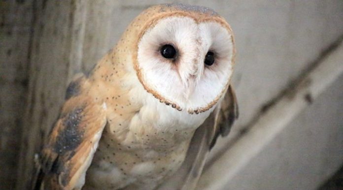 Enjoy BBQ, meet wildlife at fundraiser