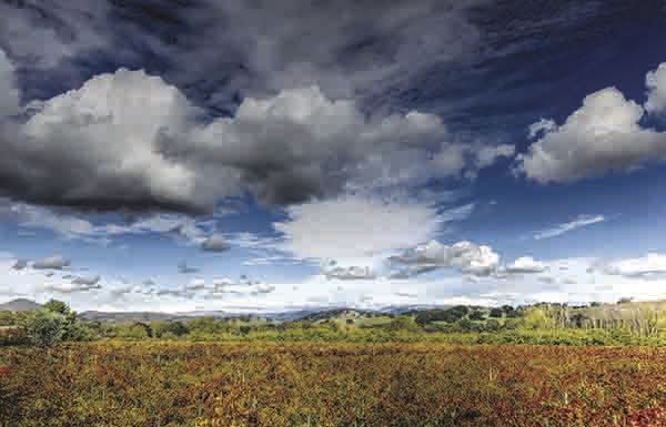 County releases its 2015 Crop Report