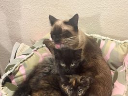 Letters: Holiday rescue, ICE in Morgan Hill, distorted guest view