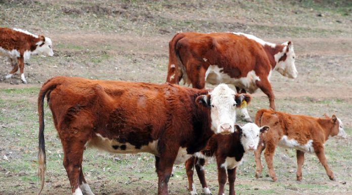 Vandals strike at Live Oak FFA farm