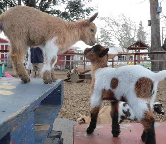 Giddy over goats