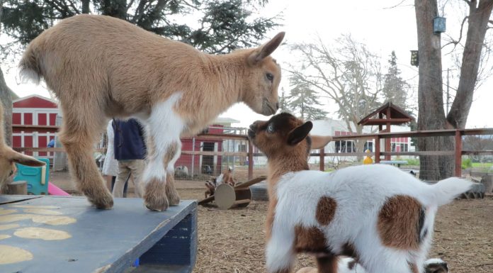 Giddy over goats
