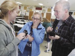 Foster care for underage kittens