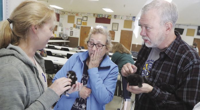 Foster care for underage kittens