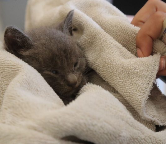 San Martin helps clear the shelters