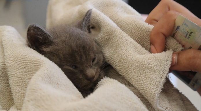 San Martin helps clear the shelters