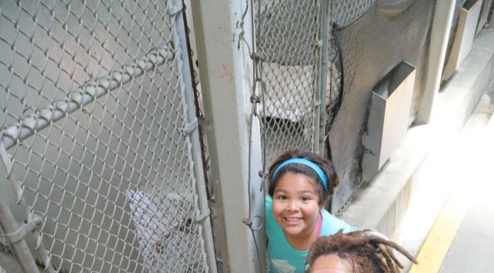 County to host Nov. 1 meeting on proposed new animal shelter in San Martin