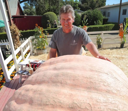 Updated: Santa Rosa mailman wins 2017 Giant Pumpkin Weigh-off