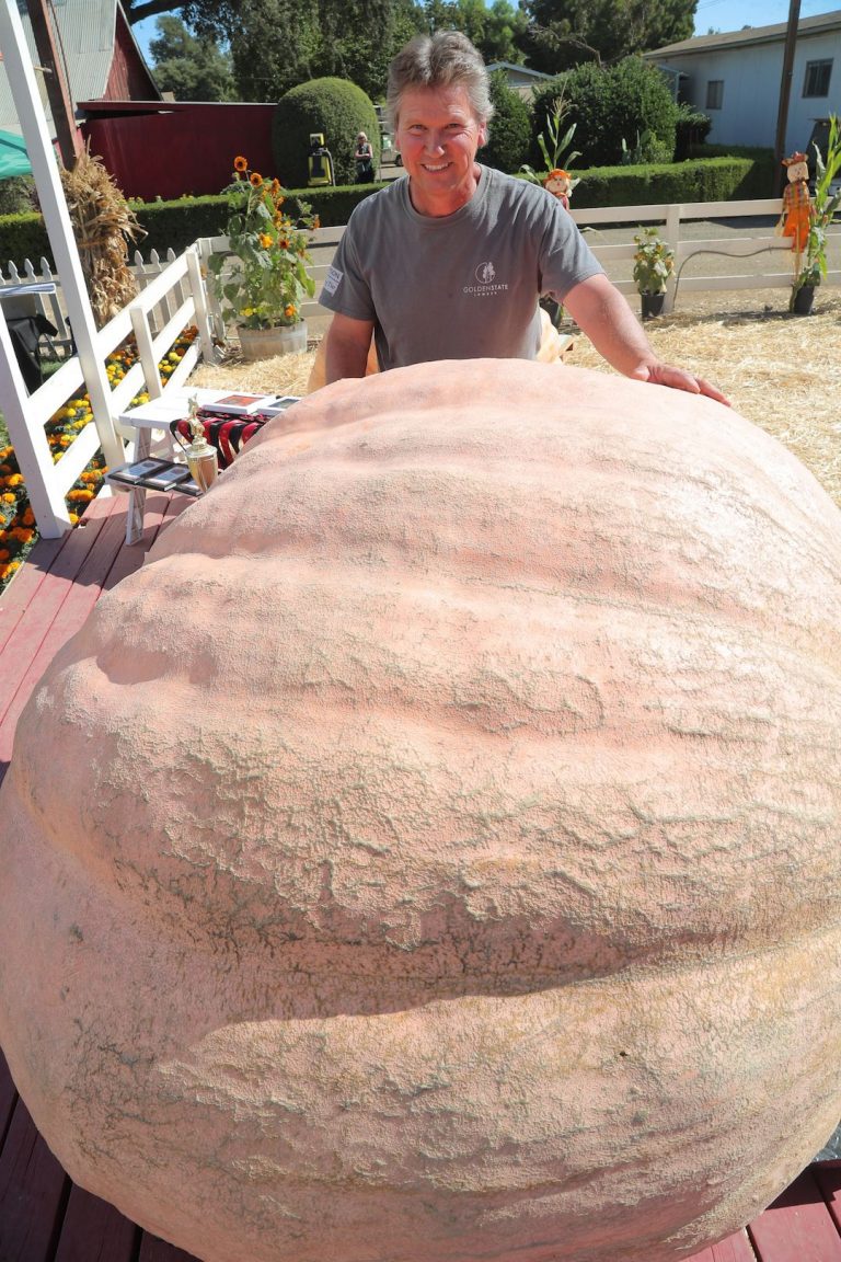 Updated: Santa Rosa mailman wins 2017 Giant Pumpkin Weigh-off