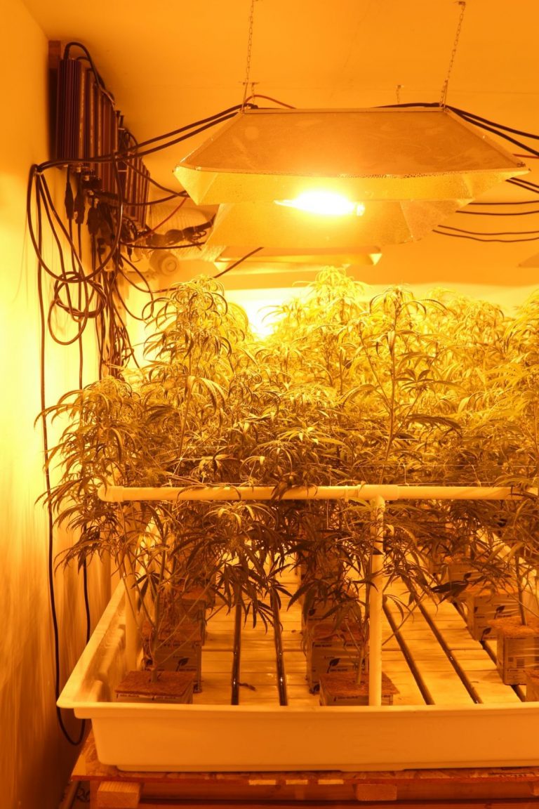 Council wants more info on Prop 64, marijuana regs