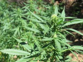 Court to expunge marijuana convictions